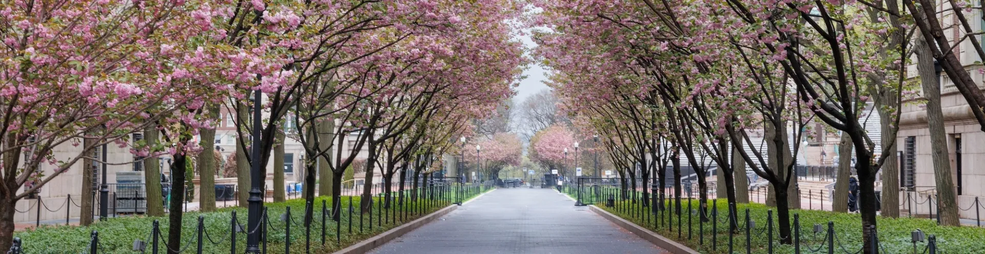 path with rows of cherry blossom trees lining the walkway